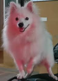 pomeranian dogs for mating dogs for