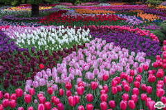 is-the-skagit-valley-tulip-festival-free