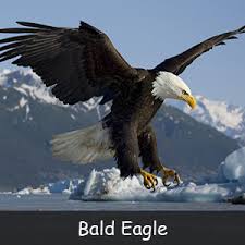 Image result for history of an Eagle