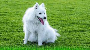 These groups are defined according to a breed's origins and initial use. Are Japanese Spitz Good For First Time Owners Japanese Dog Breed Guides