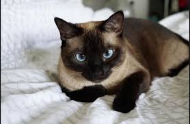 Some cats like to sleep with their humans and. Siamese Cat The Oldest Breed Of Domestic Cats