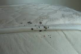 Bed Bug Prevention Pest Control Blog