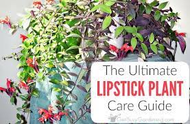 lipstick plant care guide how to grow