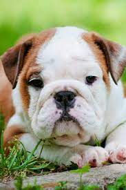 how much are english bulldogs cost of