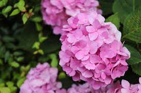 While most perennial flowers will bloom in the second year of its life, but it is worth a try to start it from seed and save you money for your gardening needs. Late Summer And Fall Flowering Plants For Michigan Gardens