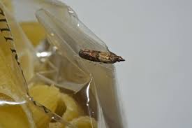 how to get rid of pantry moths