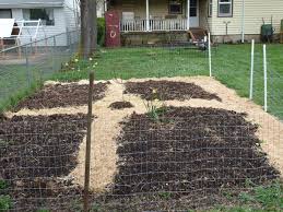 Poultry Proof Garden Hip Digs
