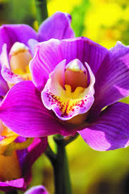 Fiore simile all'orchidea il prezzo si riferisce alla singola piantina. Orchidea Cymbidium Viridea Orchidea Fiori Fioritura