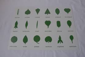 Botany Cabinet Control Chart 18 Insets