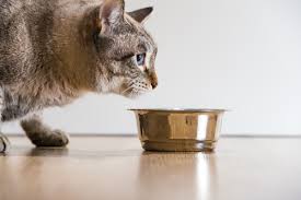 Cornmeal is especially popular for its delectable taste and high nutritional profile. 10 Ingredients You Never Want To See In Your Cat S Food