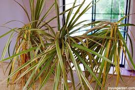Use rooting powder and spagnum moss. How To Keep Your Dracaena Marginata Cuttings Healthy