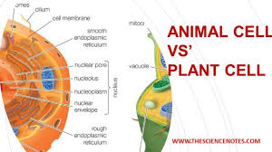 Talking of plasma membrane, do you remember from our previous article on cell facts that there 8. Comparisions And Differences Between Animal Cell And Plant Cell The Science Notes