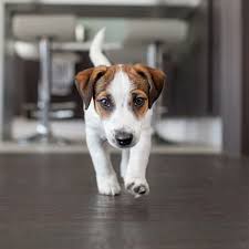 what flooring is best for dogs