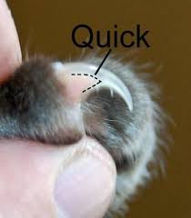 how to clip your cats claws expert