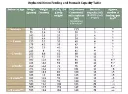 How Much Should A Newborn Kitten Eat Quora