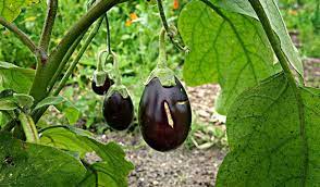 Prevent Eggplant Pests And Diseases