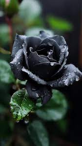 premium ai image black roses are the