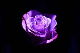 learn how to grow purple roses truly
