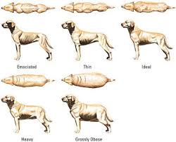 Pitbulls Size Chart Goldenacresdogs Com