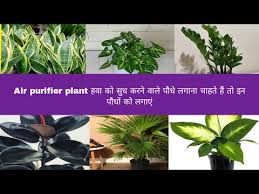 Top 7 Air Purifier Plants हव क स ध