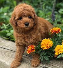 miniature poodle puppies near