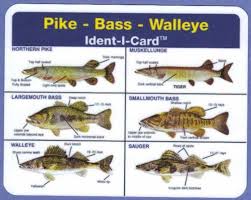 Pike Bass Walleye Ident I Card Freshwater Fish Identification Card