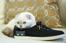 Image result for cats with sneakers