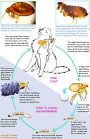 the flea life cycle and how it guides