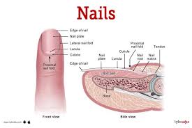 nails human anatomy picture