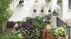 best house plants for your decorating style