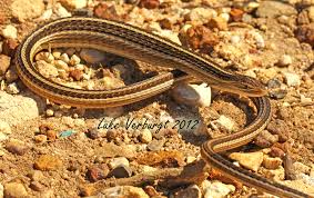The clip opens with a snake spotting and chasing the young lizard, which suddenly stops stock still in its tracks in an effort to they begin to constrict the lizard in what looks like the beginning of the end. Snake Lizards Encyclopedia Of Life