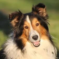 Overall, shelties should bear a strong resemblance to their bigger relatives, the collies. Sheltie Pets And Animals For Sale Minnesota