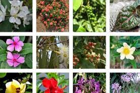 Spesies bunga anggrek tersebar luas dari daerah tropika basah hingga wilayah sirkumpolar. Daftar Nama Jenis Tanaman Bunga Hias Di Indonesia