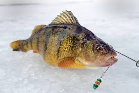 Ice Fishing For Perch Game Fish