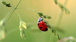 20 Ladybug Facts They Didnt Teach You In School Pest Wiki