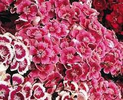 sweet william seeds indian carpet