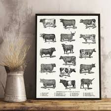 cow vintage poster cattle types