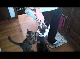 Coconut whipped cream is the perfect garnish for all your dessert recipes, whether it's. This Is What Happens When Your Cats Realize How Delicious Whipped Cream Is Videos