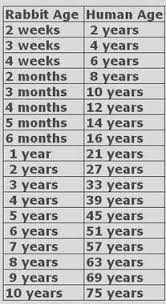 Bunny Age Chart Bunny Conversion Age Chart Pinterest