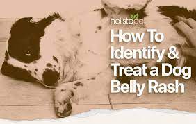 dog rash on belly causes prevention