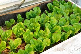 growing with cold frames territorial