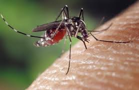 The symptoms may be mild or severe with bleeding problems, fluid. 4 Symptoms Of Dengue In Infants Dangerous If Not Determined