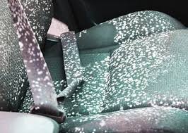 how to get rid of mold in car carpet