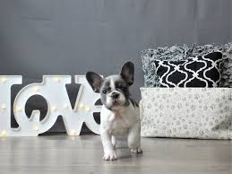 Here are just a few of the many states we ship to: French Bulldog Puppies Petland Carriage Place