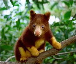 The daintree rainforest is home to a wonderful collection of daintree rainforest animals. Adorable Tree Kangaroo Rainforest Animals Endangered Animals Cute Animals