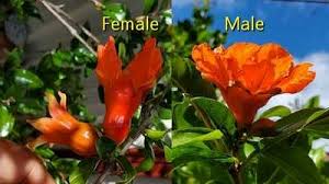 How to Increase Female Flowers in Pomegranate Tree
