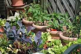 Kitchen Garden Tips Ideas Benefits