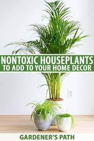 nontoxic houseplants to your home decor