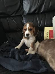 Visit the available dogs section of the website. Female Beagle Puppy For Sale Eastleigh Hampshire Pets4homes