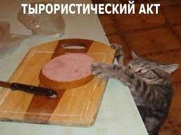 Кот из Владивостока, который съел на 60 тысяч (14 фото и видео)
